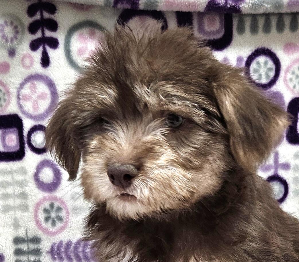 Enlarge Fabiola, a Adoptable mixed breed in Los Angeles, CA image 4/4