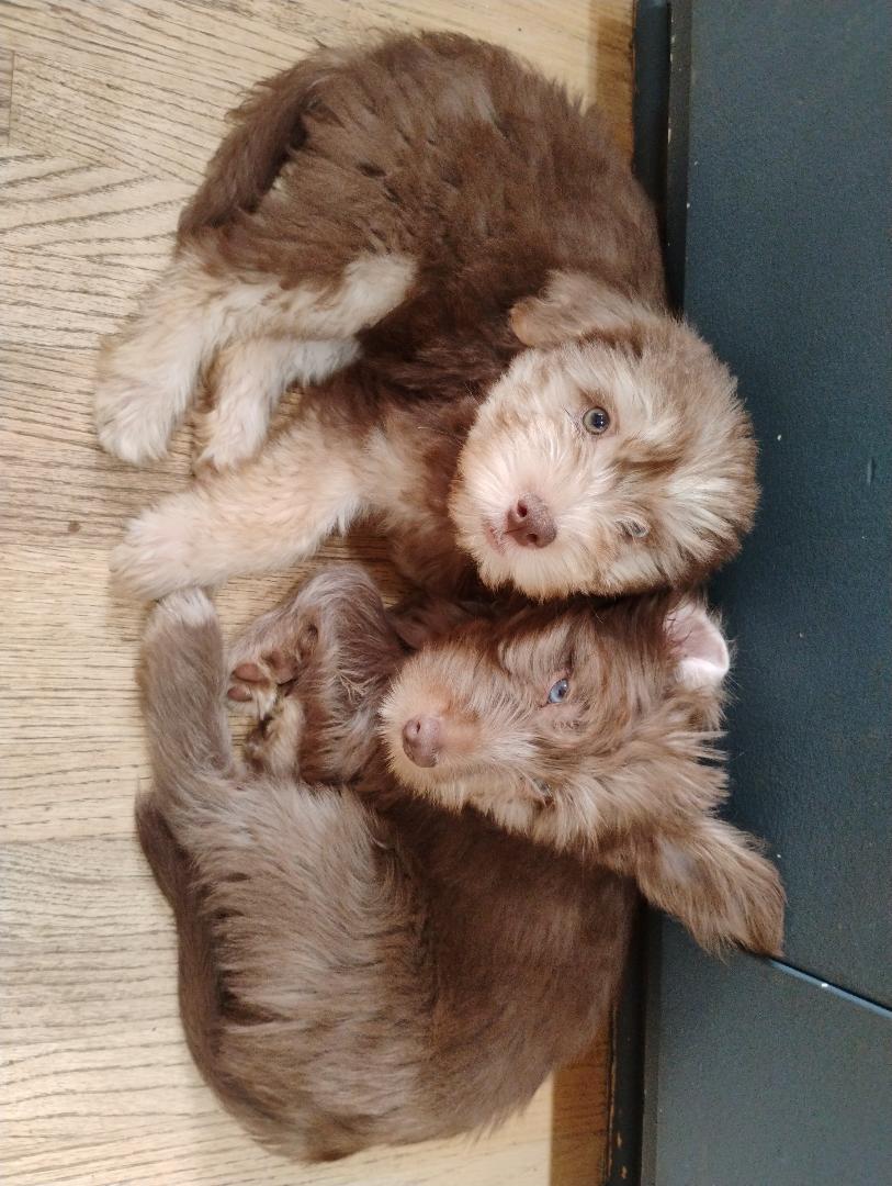 Enlarge Fabiola, a Adoptable mixed breed in Los Angeles, CA image 2/4