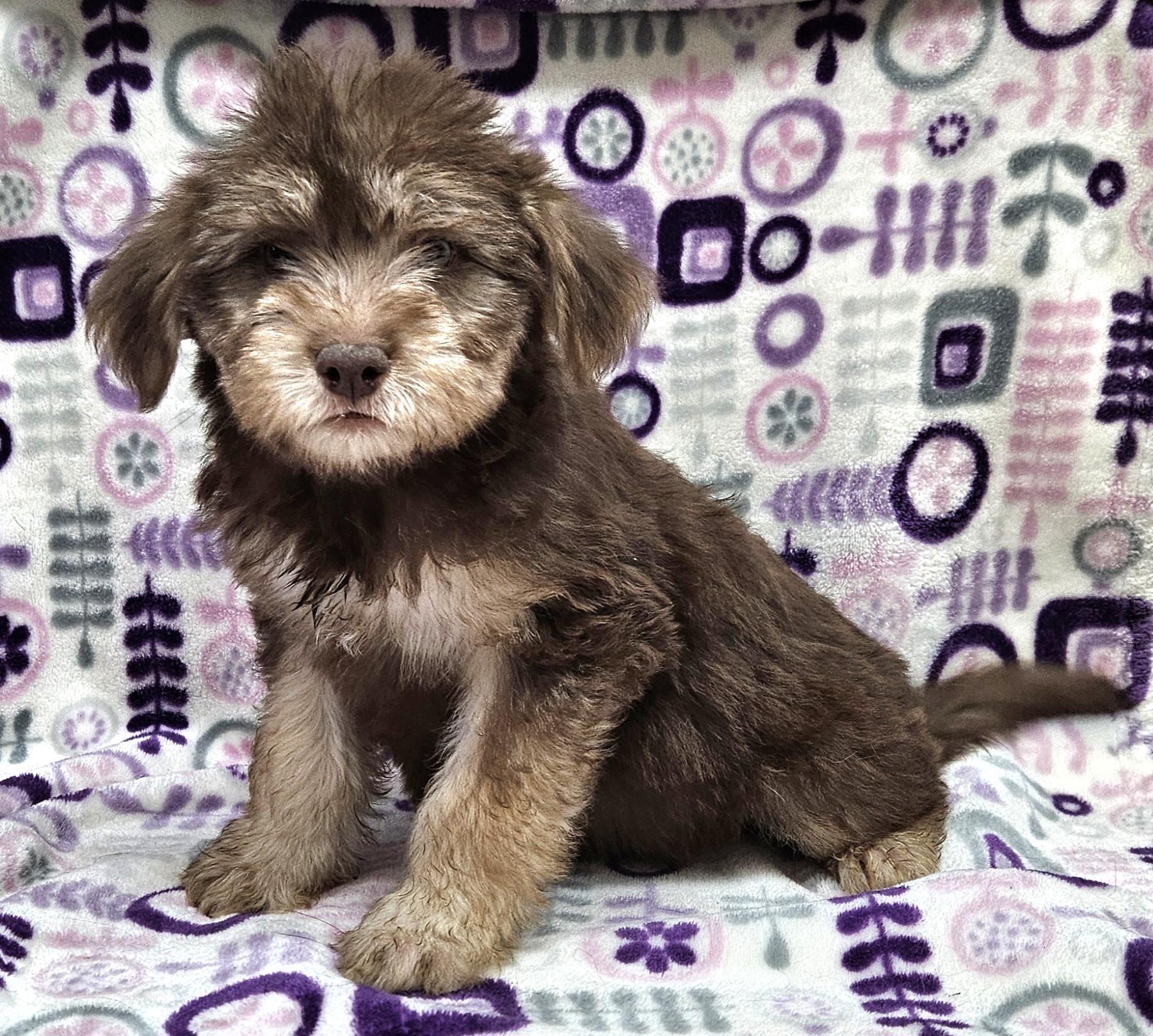 Enlarge Fabiola, a Adoptable mixed breed in Los Angeles, CA image 3/4