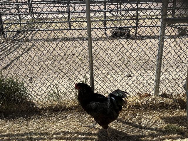 Enlarge KELLOGS, a Adoptable Chicken in Pueblo, CO image 1/1