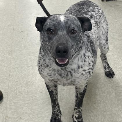 Enlarge Pluto, a ADOPTABLE mixed breed in Dubuque, IA image 3/3