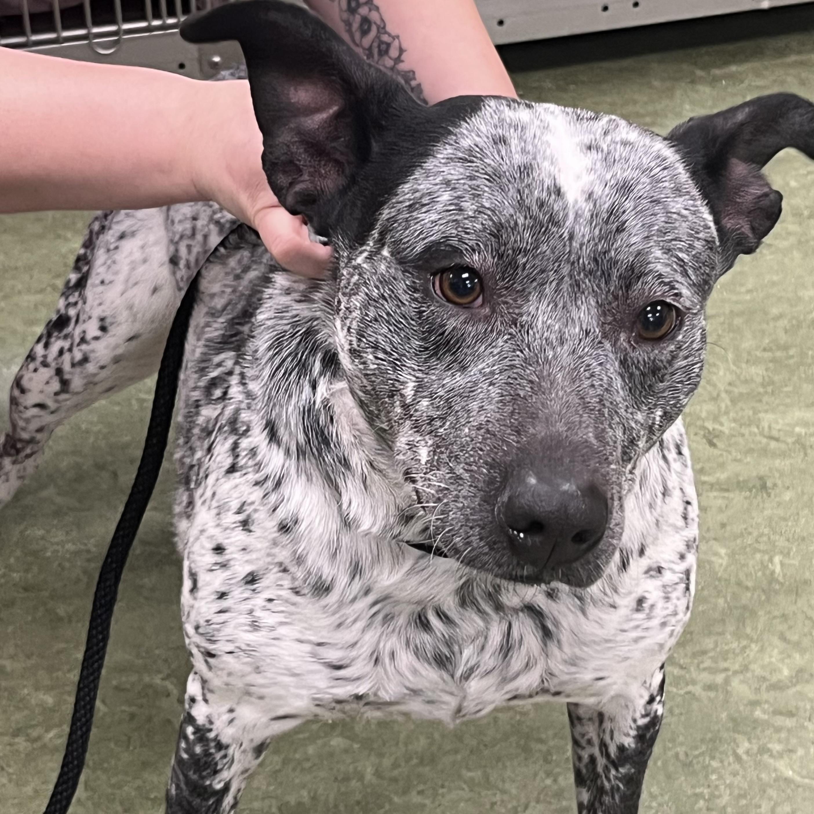 Enlarge Pluto, a ADOPTABLE mixed breed in Dubuque, IA image 2/3