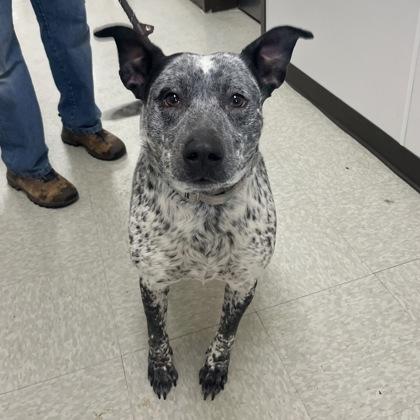 Pluto, ADOPTABLE, Adult Female Mixed Breed.