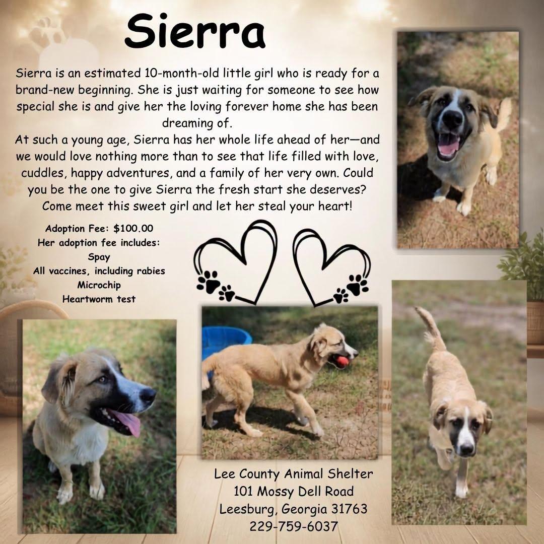 Sierra, ADOPTABLE, Puppy Female German Shepherd Dog.