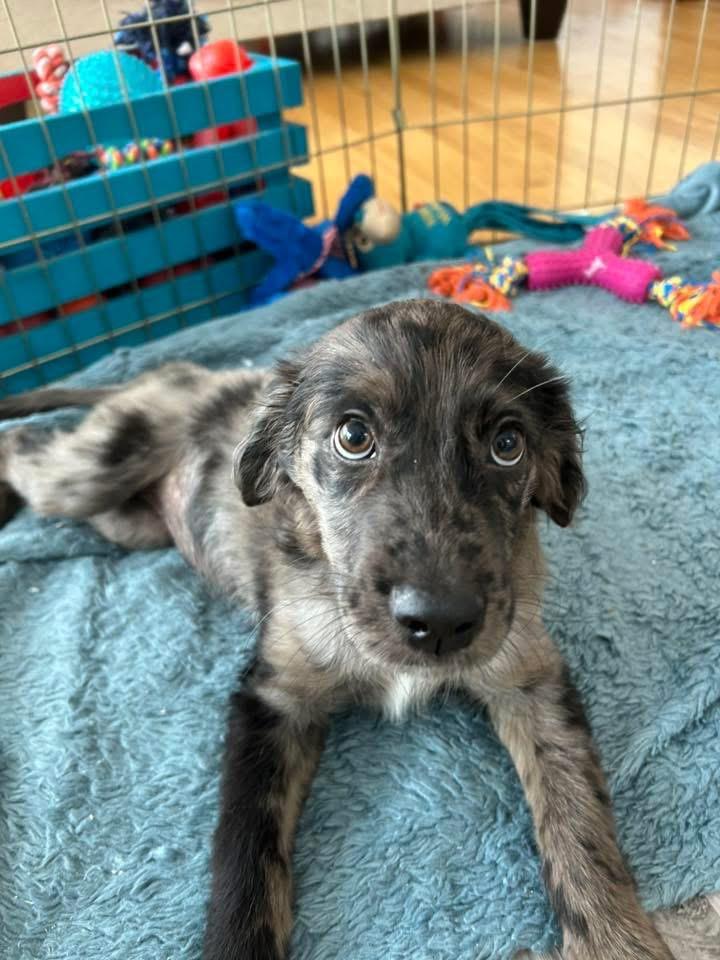 Rummy, Adoptable, Puppy Female Catahoula Leopard Dog.
