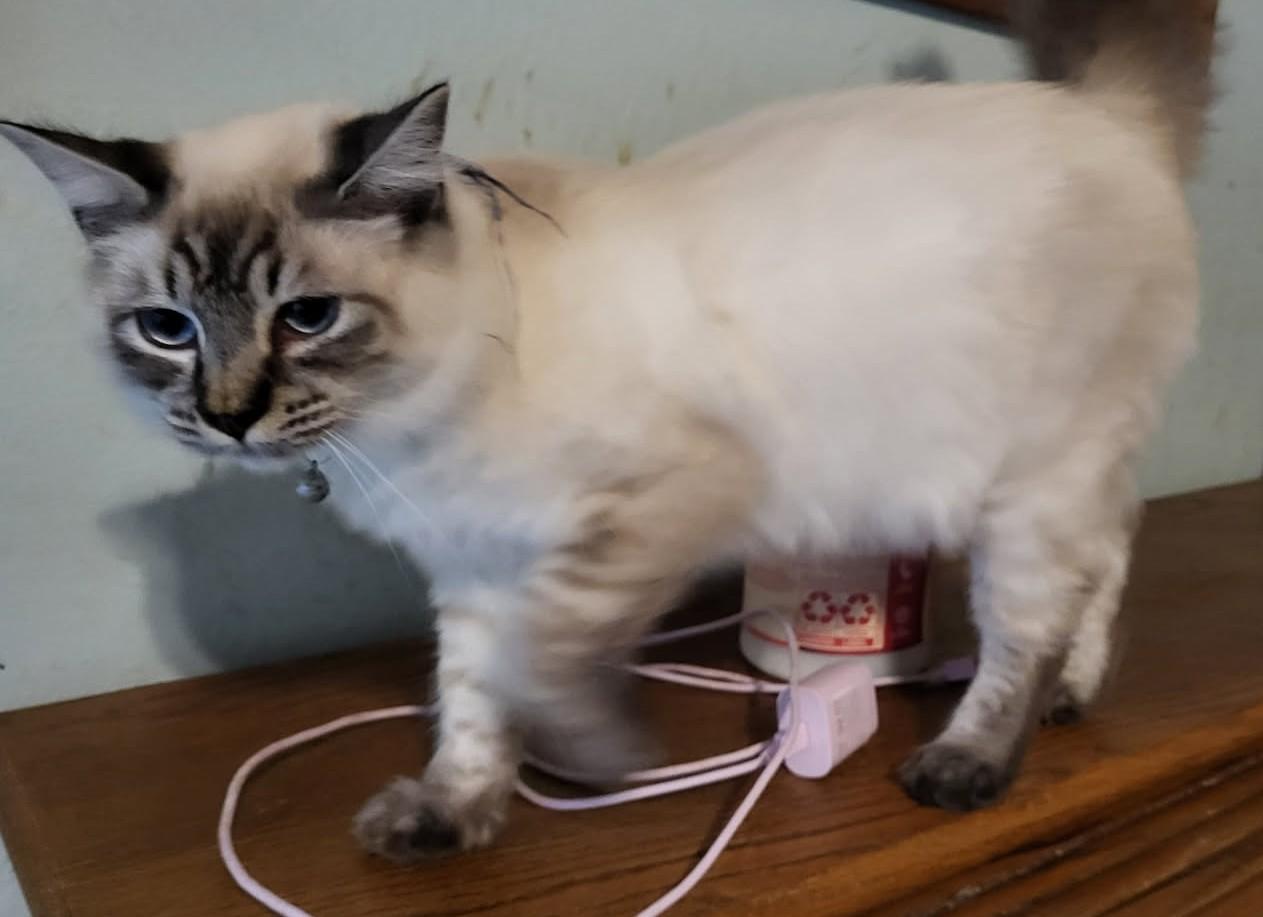 Crockett’s Bedtime Snuggles Included – Apply Within!, Adopted, Young Male Domestic Long Hair & Siamese.