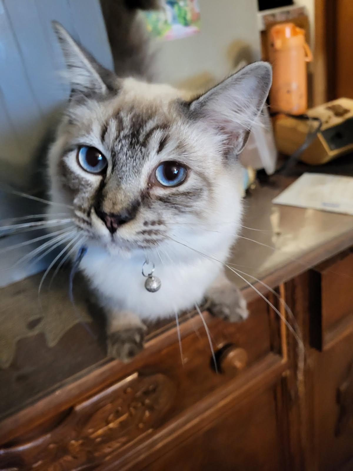 Crockett’s Bedtime Snuggles Included – Apply Within!, Adopted, Young Male Domestic Long Hair & Siamese.