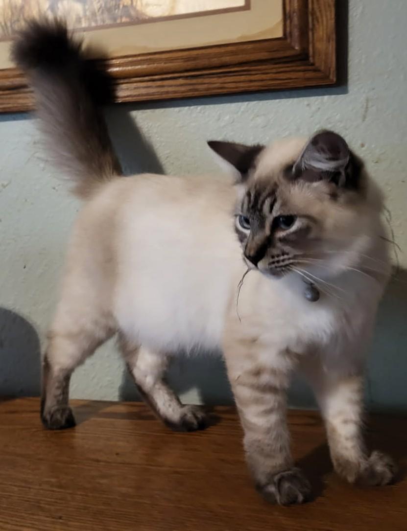 Enlarge Crockett’s Bedtime Snuggles Included – Apply Within!, a Adopted mixed breed in Toledo, OR image 3/3