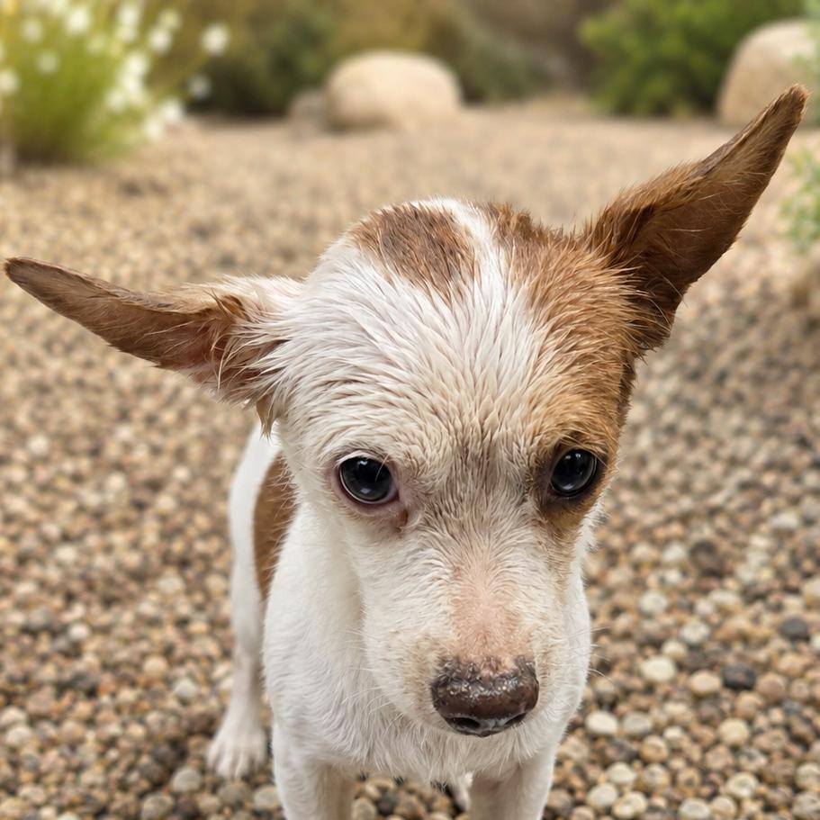Asiago, Adoptable, Adult Male Chihuahua & Mixed Breed.