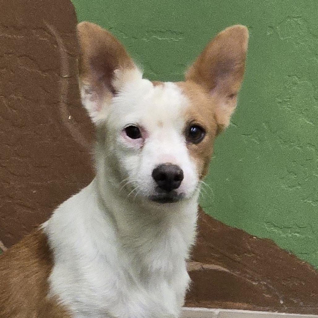 Asiago, a Adoptable mixed breed in Wickenburg, AZ image 2/2