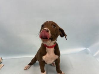 Enlarge Oak, a Adoptable mixed breed in Woodbury, MN image 1/1