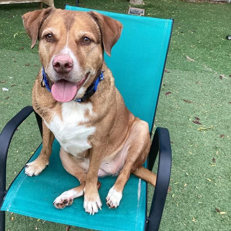 Maddi, Adoptable, Senior Female Labrador Retriever & Mixed Breed.