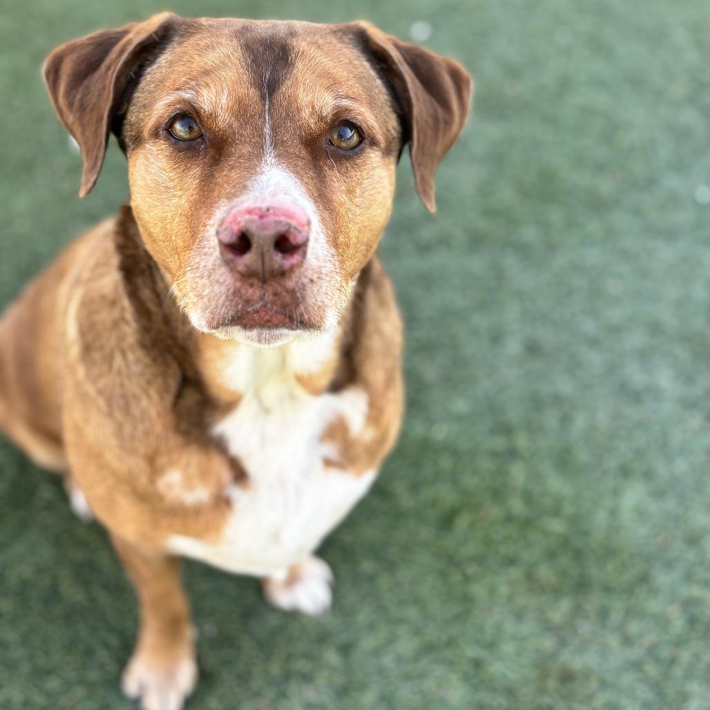 Enlarge Maddi, a Adoptable mixed breed in Henderson, NV image 2/4