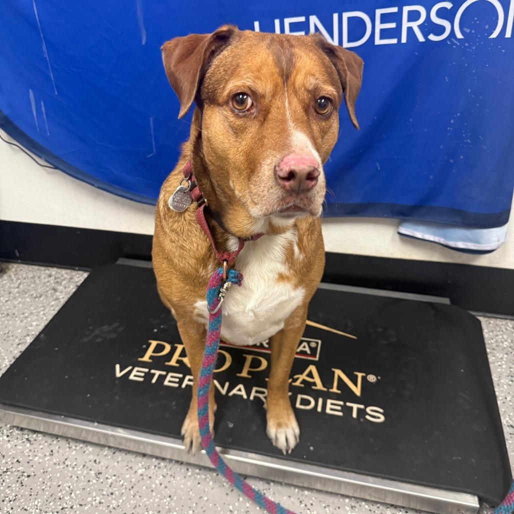 Enlarge Maddi, a Adoptable mixed breed in Henderson, NV image 3/4