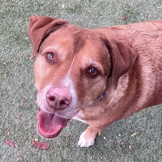 Enlarge Maddi, a Adoptable mixed breed in Henderson, NV image 4/4