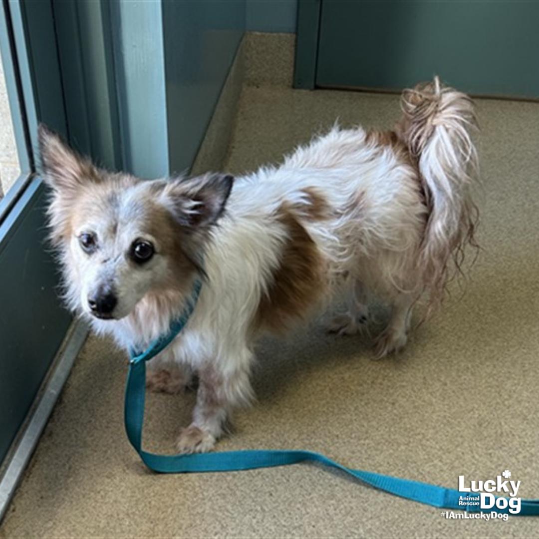 Enlarge Trigger, a Adoptable Shetland Sheepdog / Sheltie in Washington, DC image 1/1