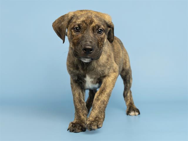 Enlarge LOUIE, a Adoptable Pit Bull Terrier in Phoenix, AZ image 1/1