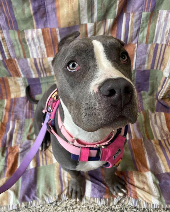 Raven, an adoptable mixed breed in Jackson, MI image 6/6