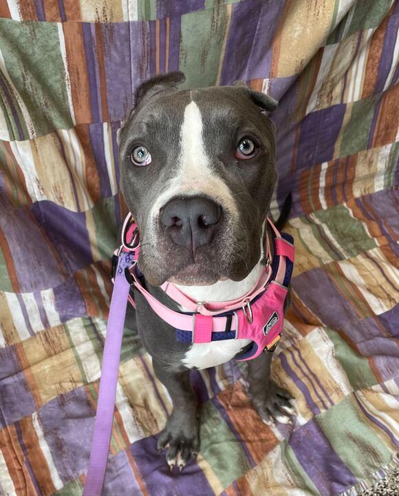 Raven, an adoptable mixed breed in Jackson, MI image 4/6