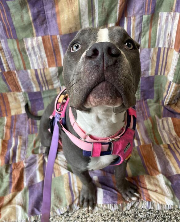 Raven, an adoptable mixed breed in Jackson, MI image 2/6