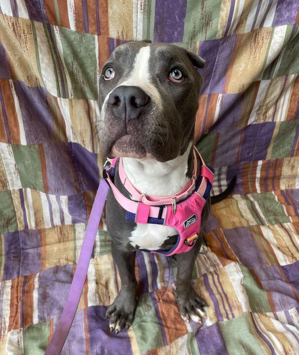 Raven, an adoptable mixed breed in Jackson, MI image 1/6