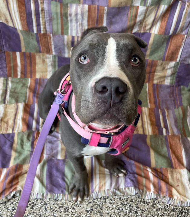 Raven, an adoptable mixed breed in Jackson, MI image 5/6
