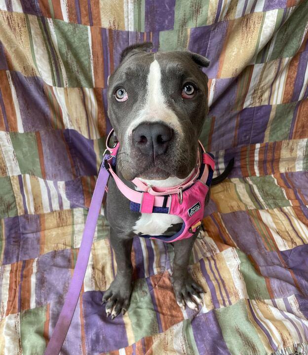 Raven, an adoptable mixed breed in Jackson, MI image 3/6