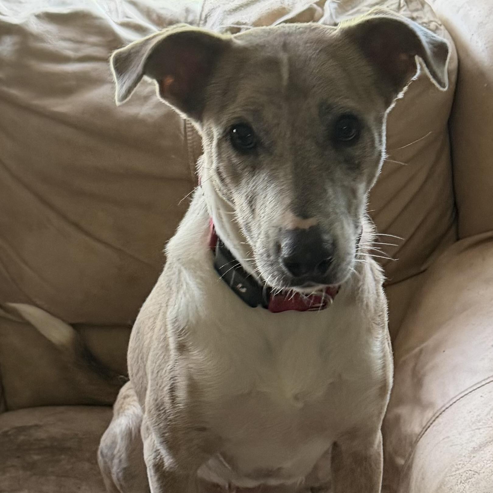 Delilah photo