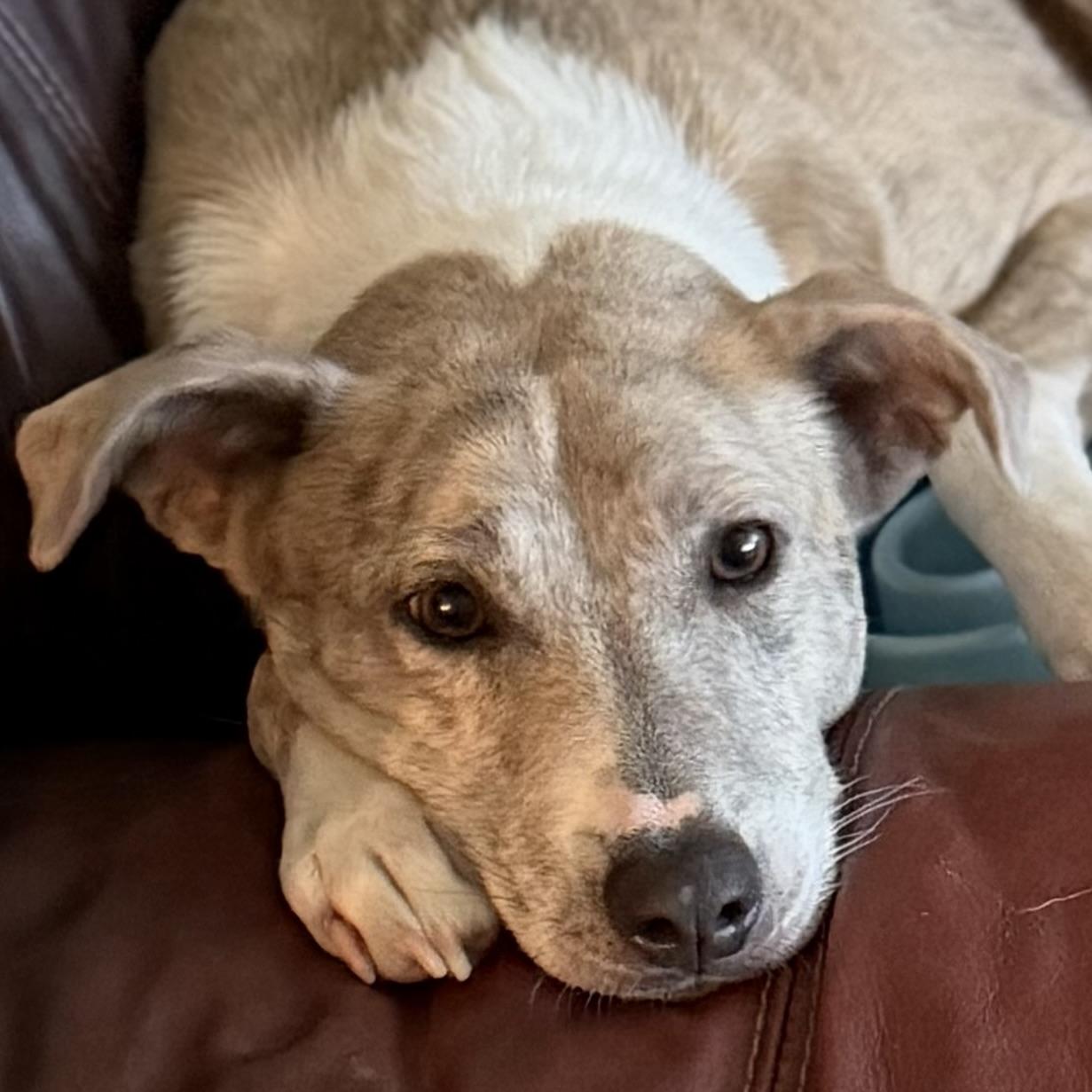 Enlarge Delilah, a Adoptable mixed breed in HARRISVILLE, PA image 4/5