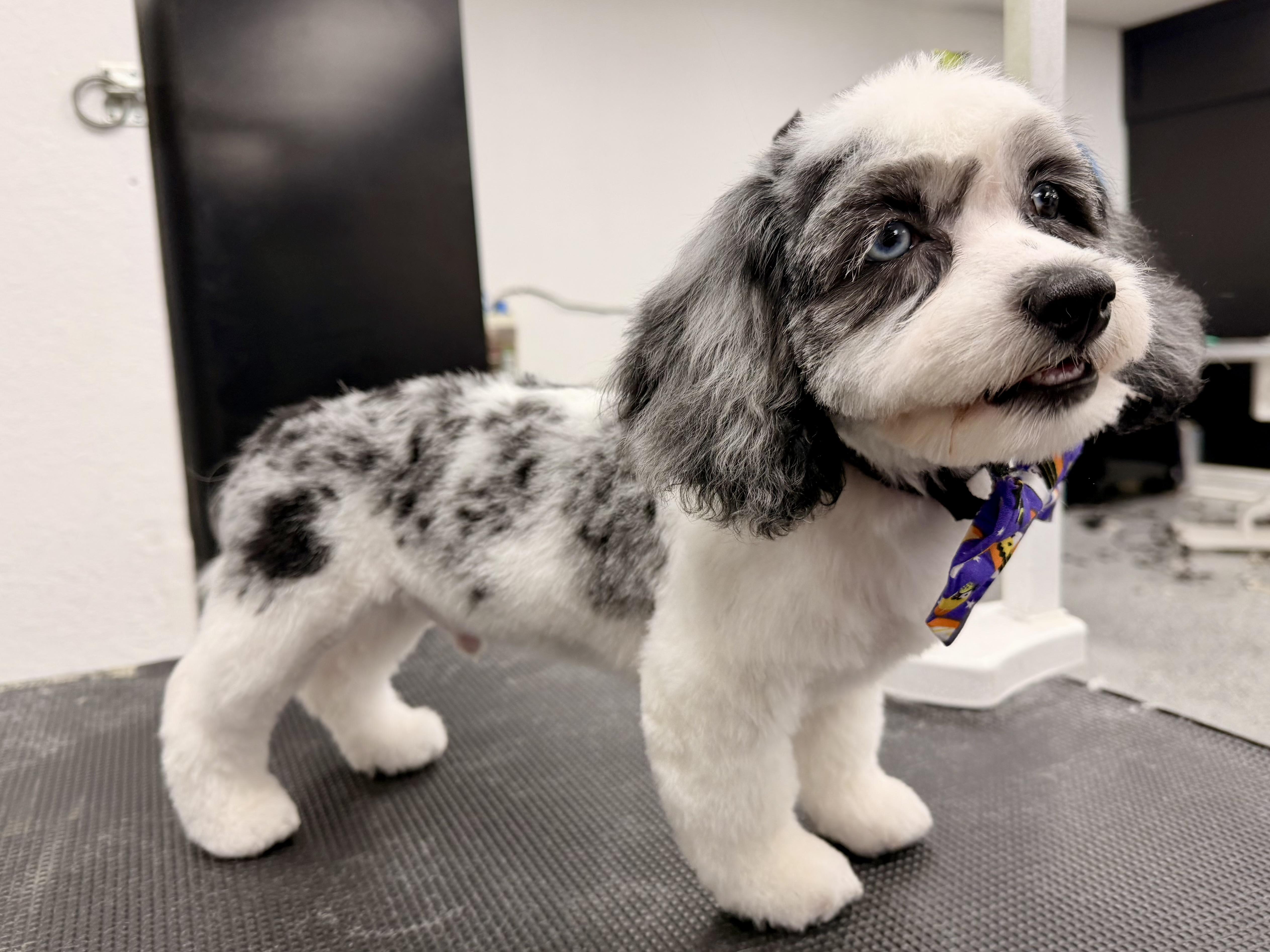 Enlarge Kai, a Adoptable mixed breed in ontario, CA image 3/5