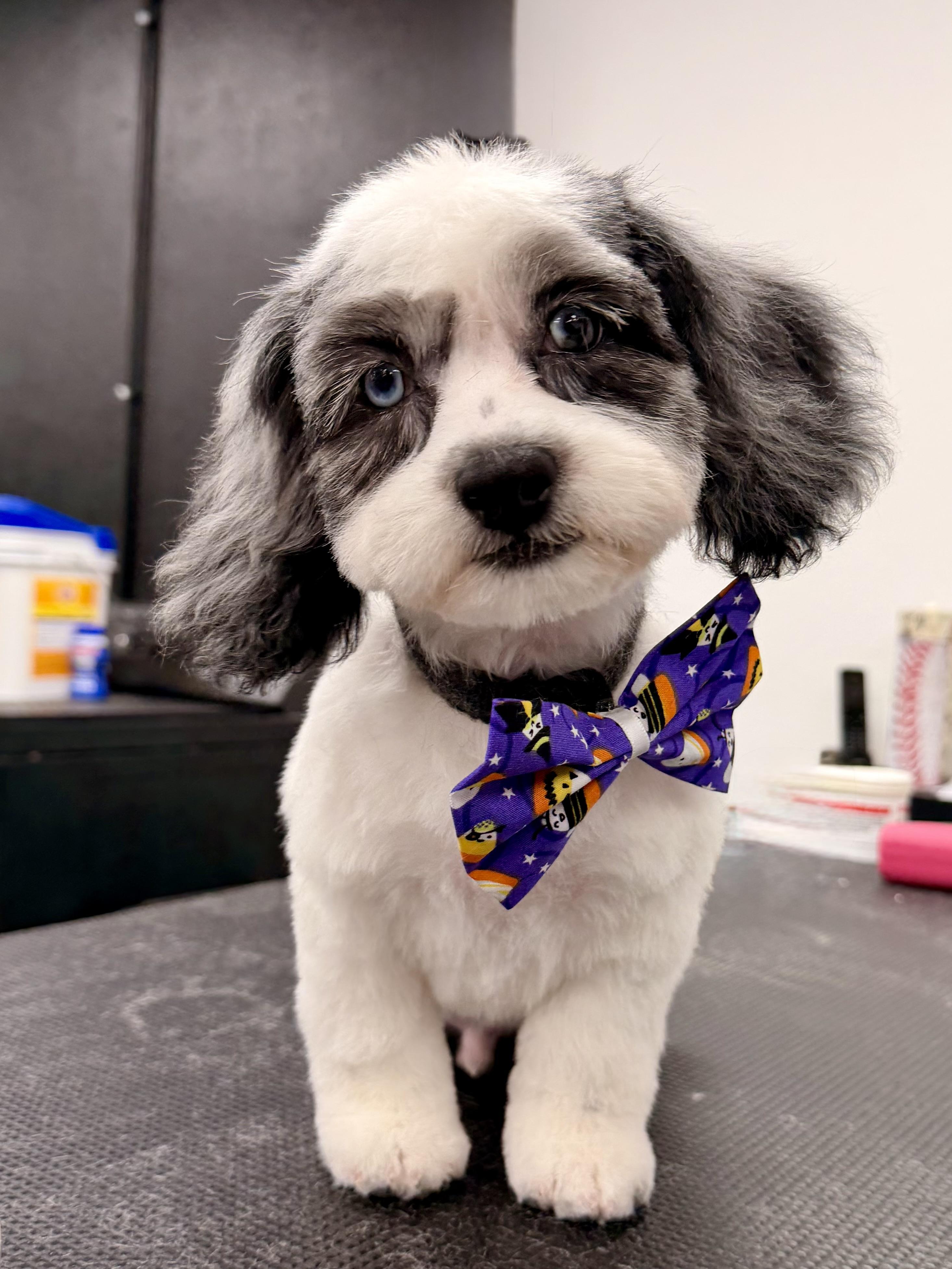 Enlarge Kai, a Adoptable mixed breed in ontario, CA image 5/5