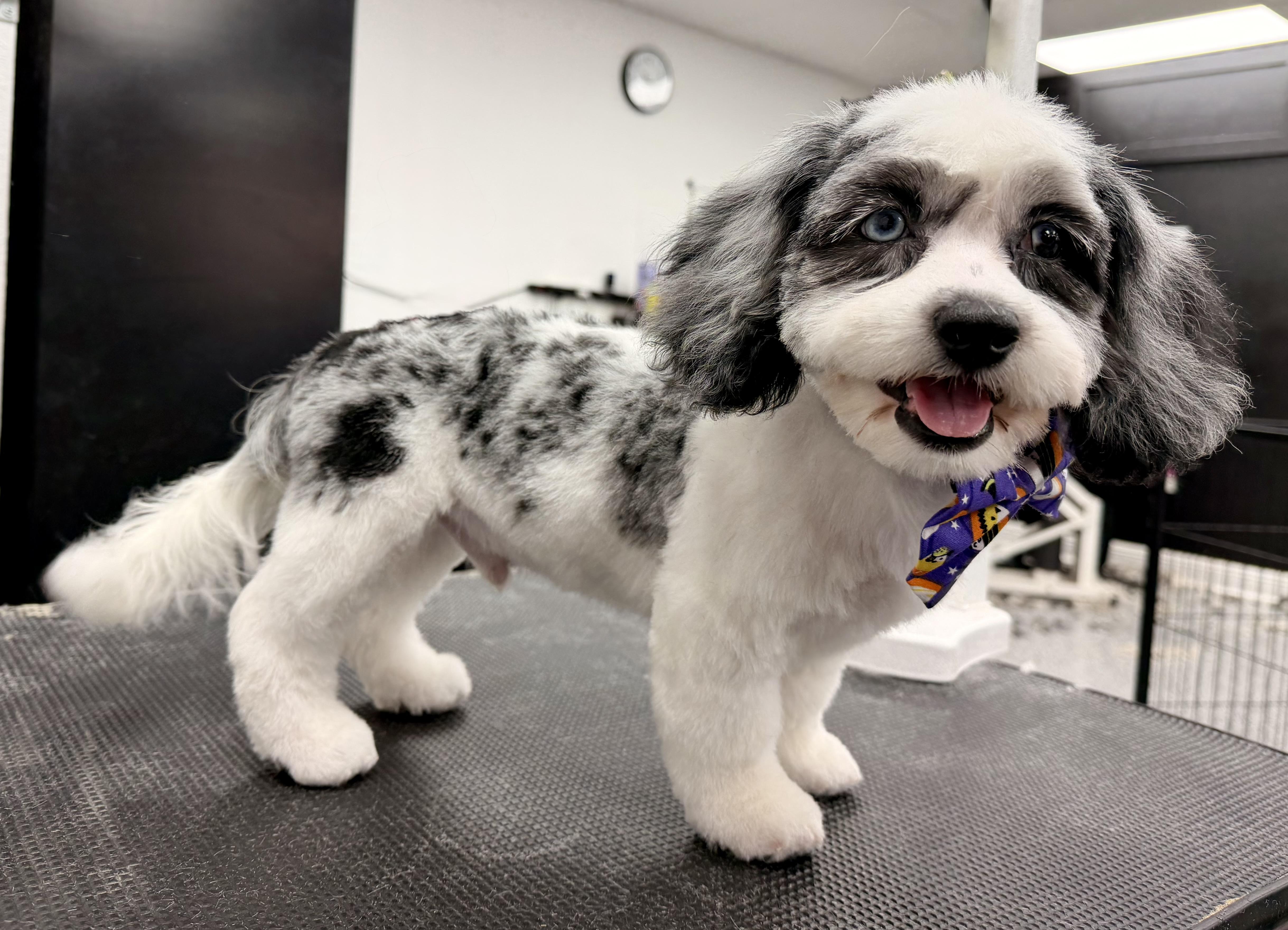 Enlarge Kai, a Adoptable mixed breed in ontario, CA image 2/5