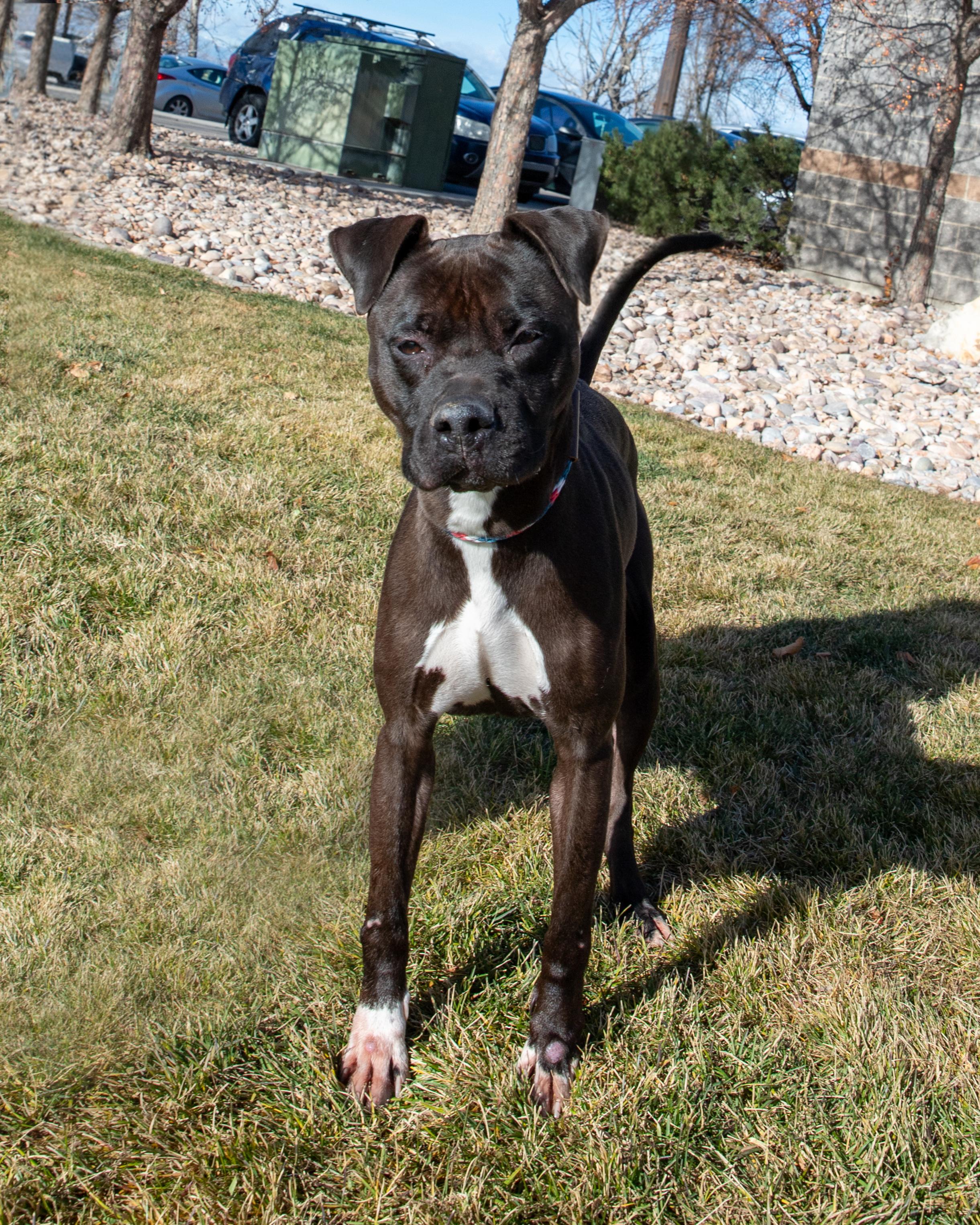 Enlarge Delilah (91169), a ADOPTABLE mixed breed in Spanish Fork, UT image 1/1