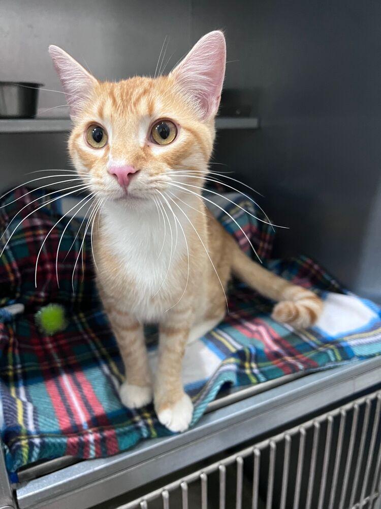 Purrito, Adoptable, Young Male Domestic Short Hair.