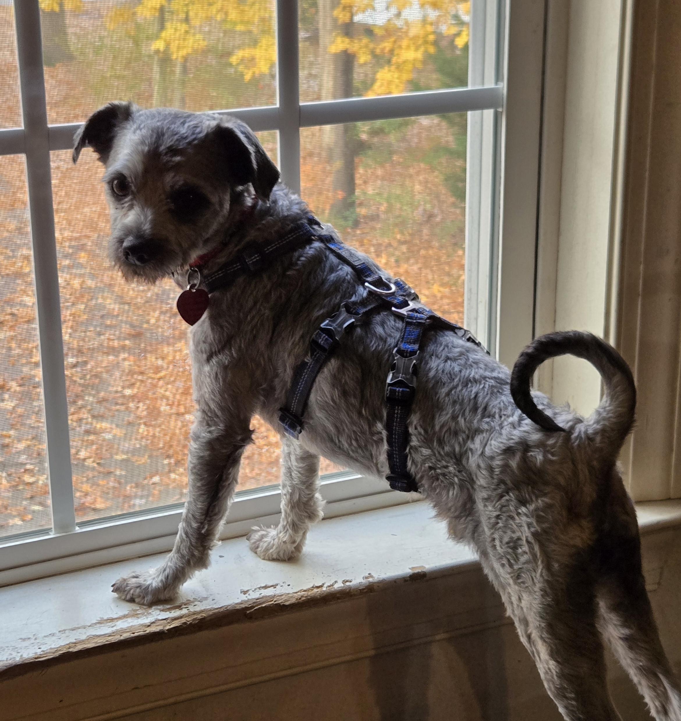 Enlarge Yam, an adoptable mixed breed in Suffolk, VA image 4/4