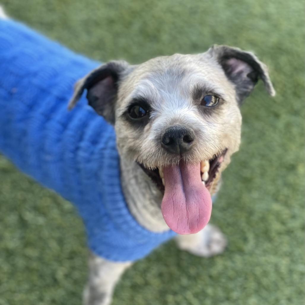 Enlarge Yam, an adoptable mixed breed in Suffolk, VA image 1/4