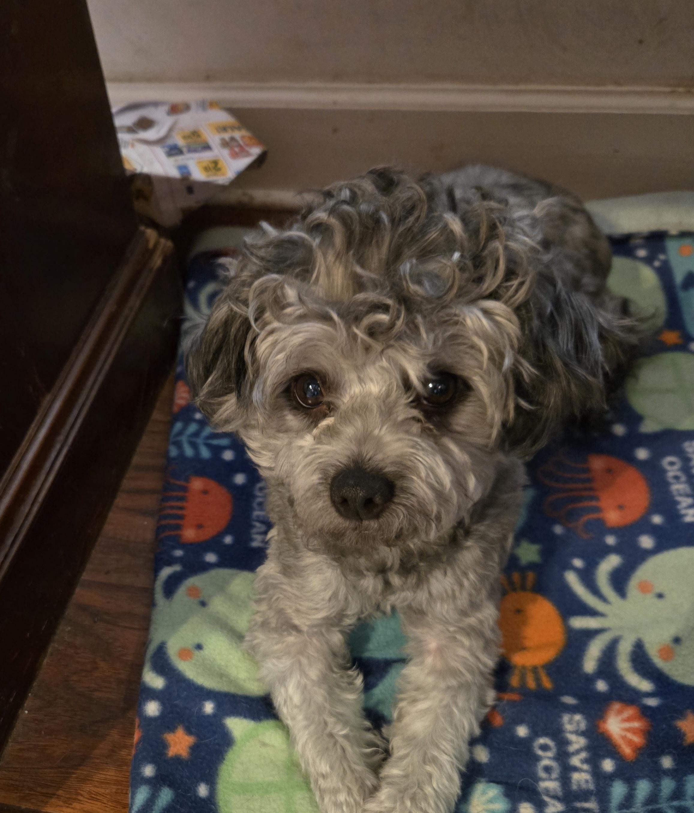 Enlarge Yam, an adoptable mixed breed in Suffolk, VA image 1/4