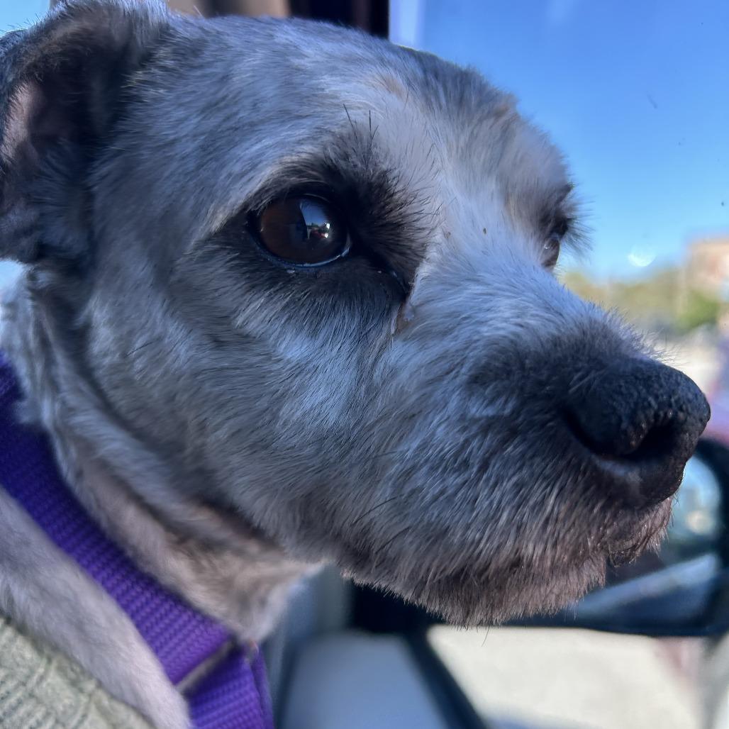 Enlarge Yam, an adoptable mixed breed in Suffolk, VA image 2/4