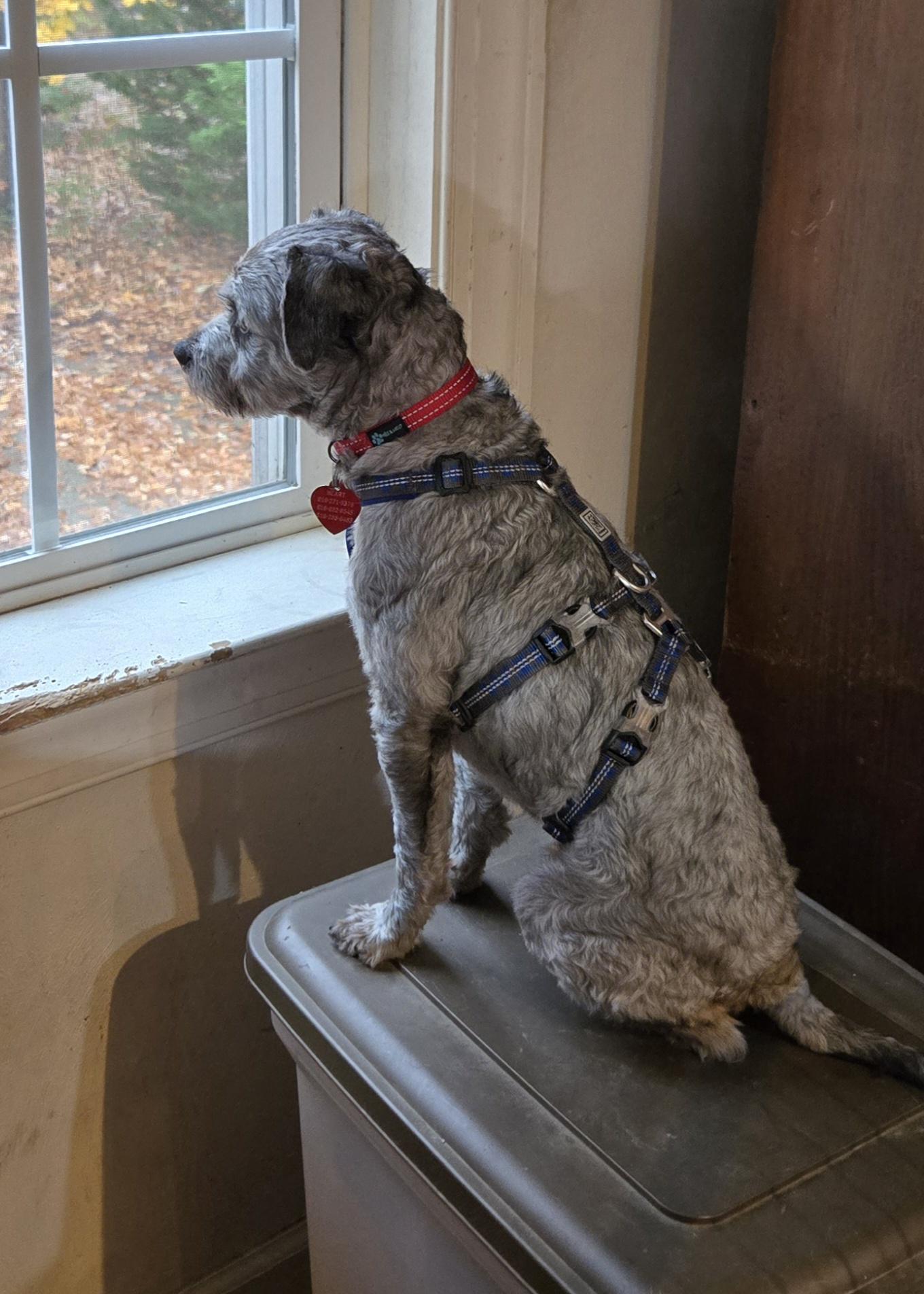 Enlarge Yam, an adoptable mixed breed in Suffolk, VA image 3/4