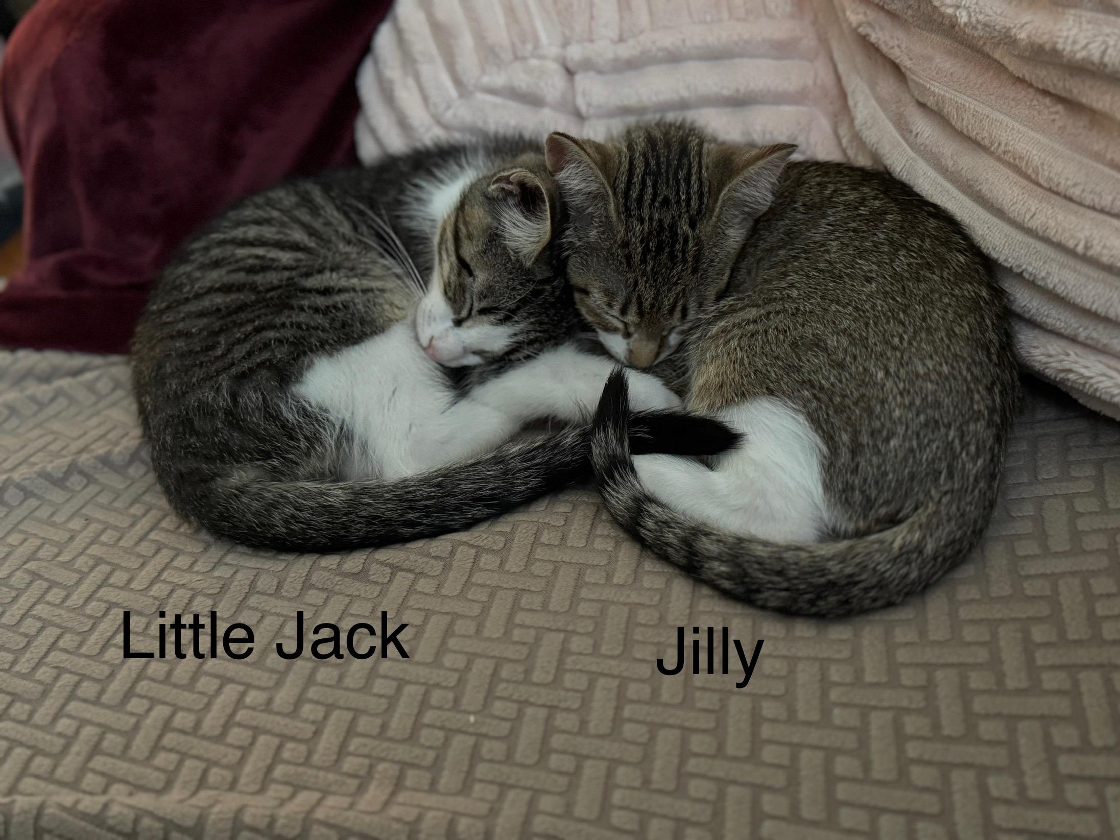 Enlarge Kittens. Little Jack and Jilly, a ADOPTABLE Domestic Short Hair in Granby, CT image 5/5