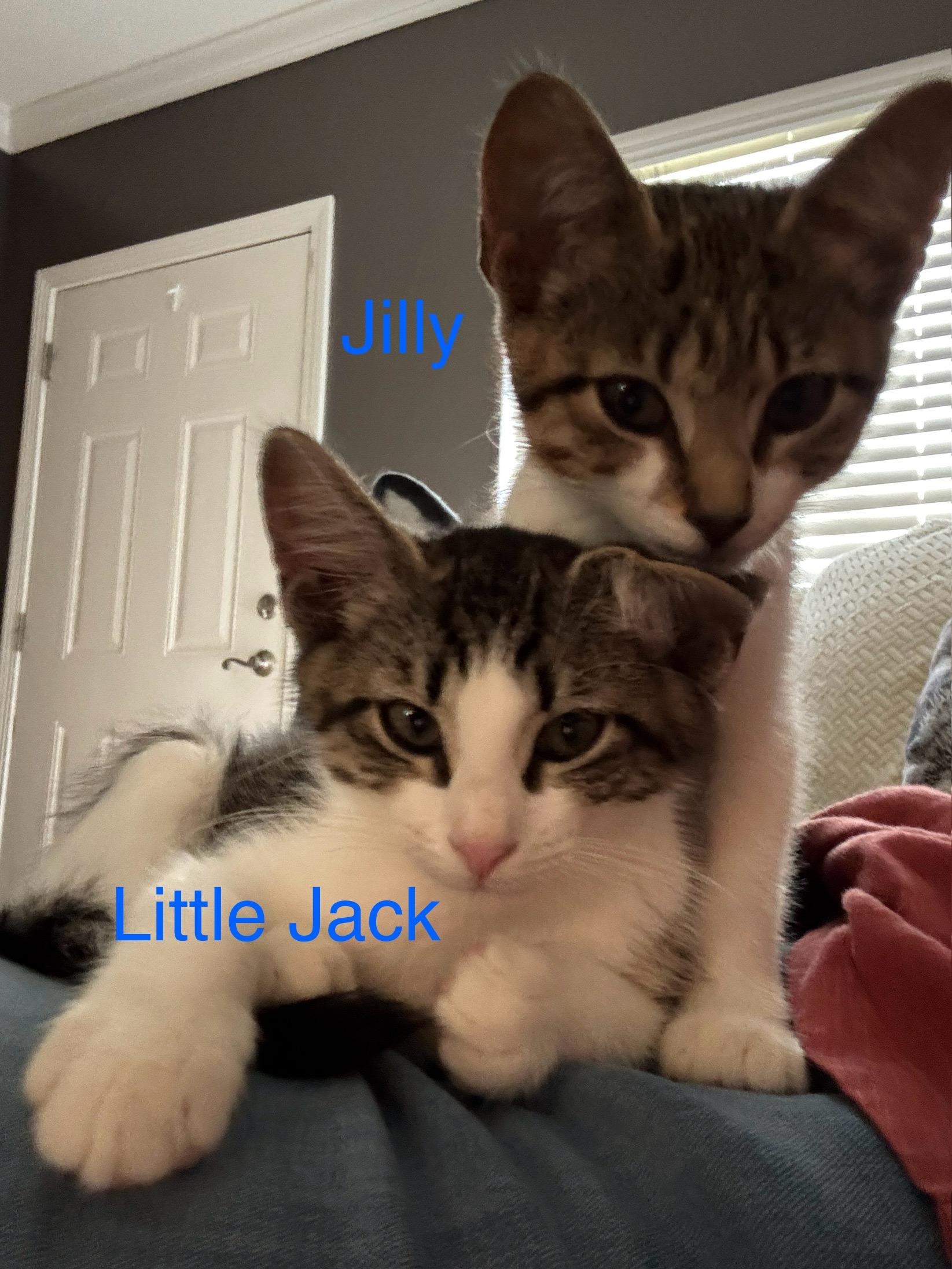 Kittens. Little Jack and Jilly, ADOPTABLE, Kitten Female Domestic Short Hair.