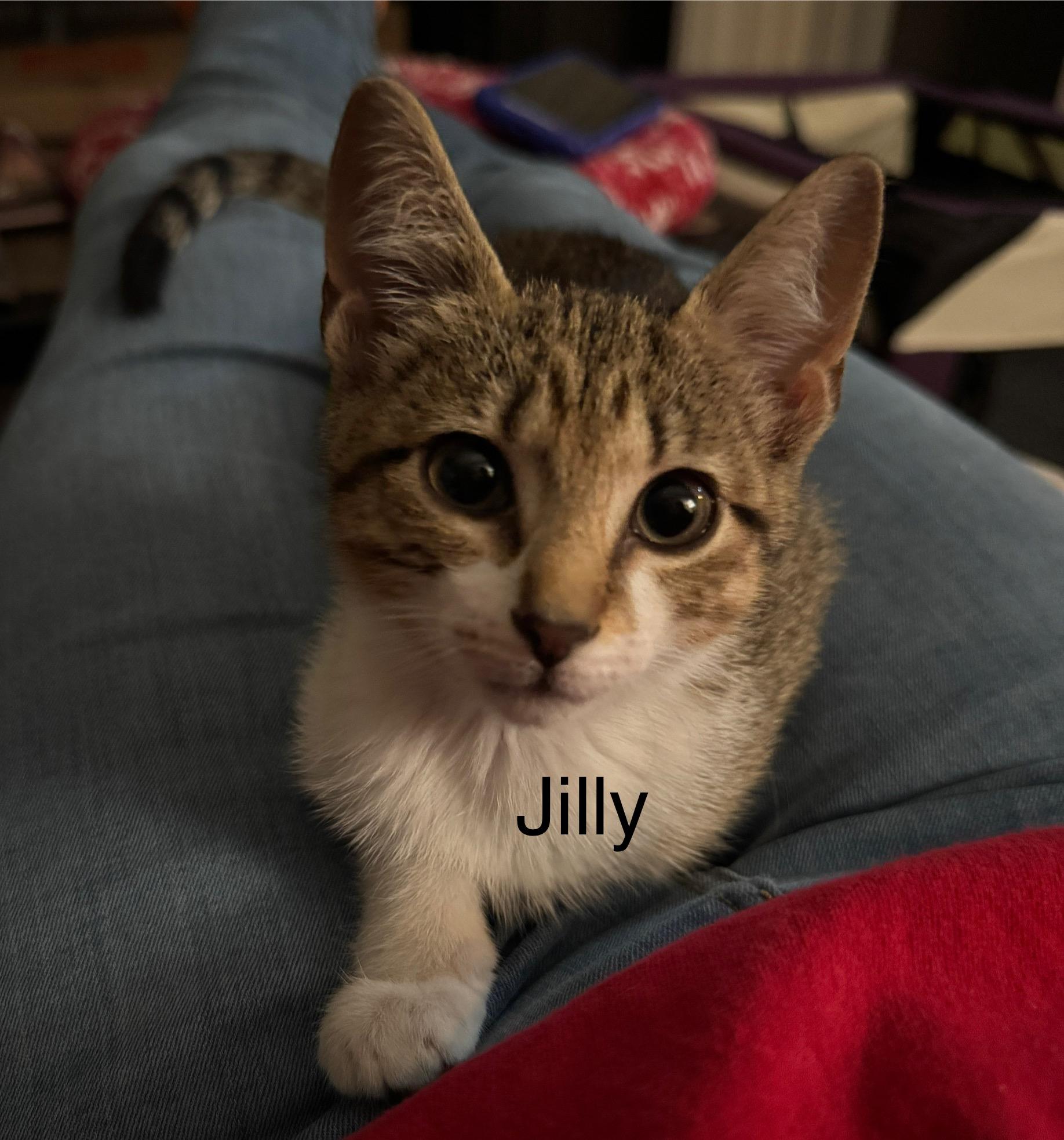 Enlarge Kittens. Little Jack and Jilly, a ADOPTABLE Domestic Short Hair in Granby, CT image 2/5