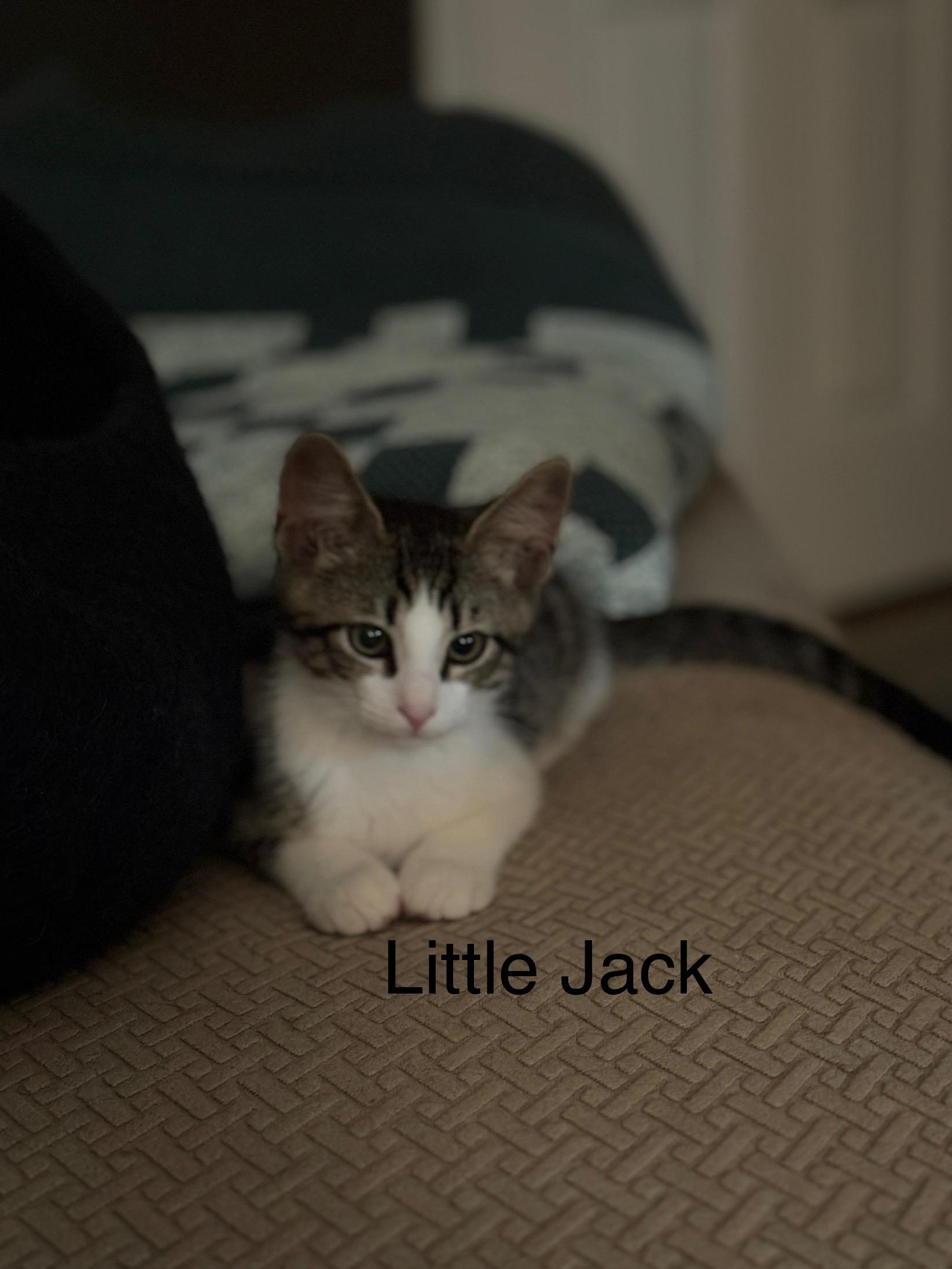 Enlarge Kittens. Little Jack and Jilly, a ADOPTABLE Domestic Short Hair in Granby, CT image 4/5