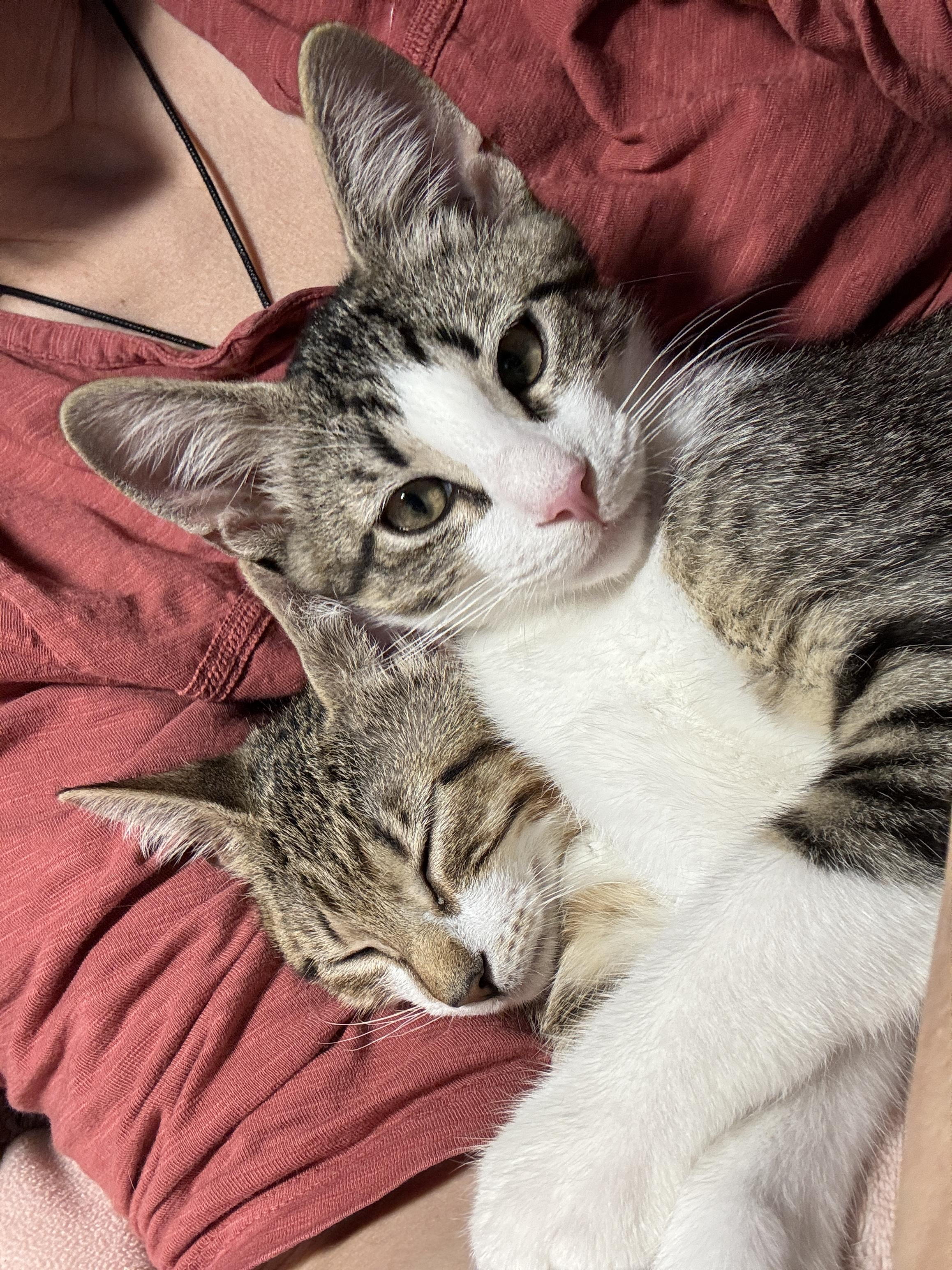 Enlarge Kittens. Little Jack and Jilly, a ADOPTABLE Domestic Short Hair in Granby, CT image 3/5