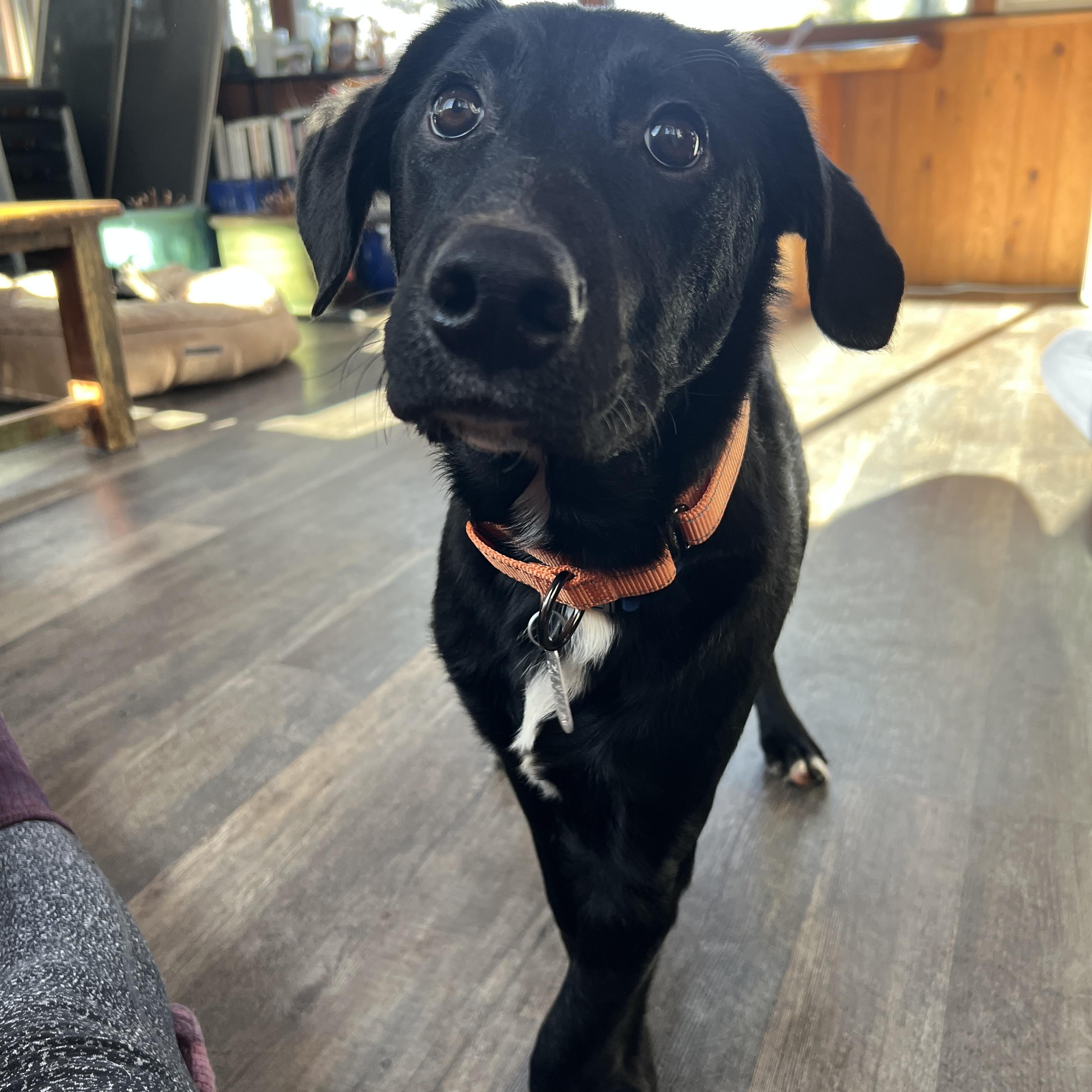 Lou Bega, ADOPTABLE, Young Male Labrador Retriever.