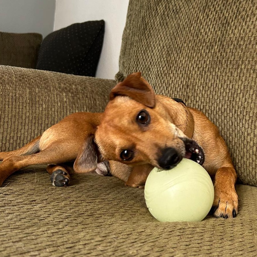 Kevin, a Adoptable mixed breed in San Diego, CA image 1/4