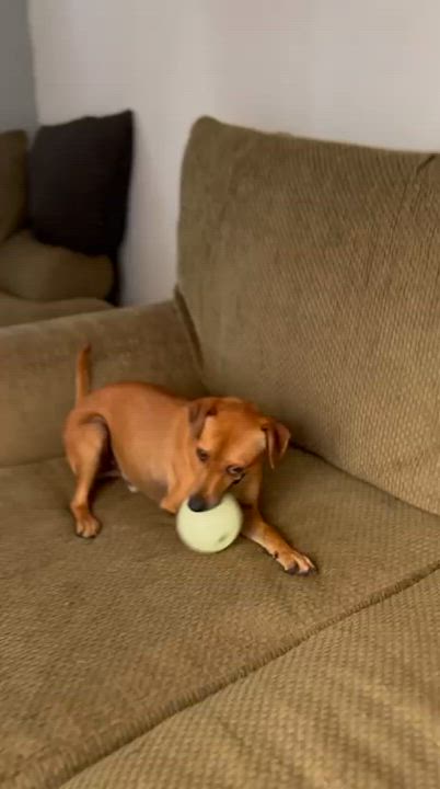 Enlarge Kevin, a Adoptable mixed breed in San Diego, CA video 4/4