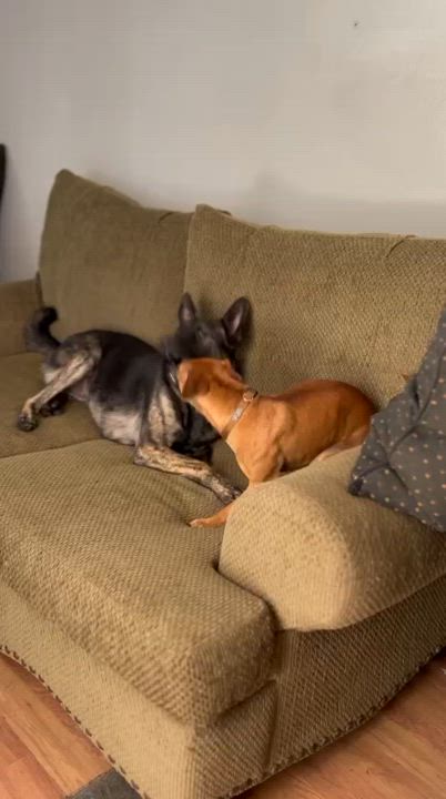 Enlarge Kevin, a Adoptable mixed breed in San Diego, CA video 3/4