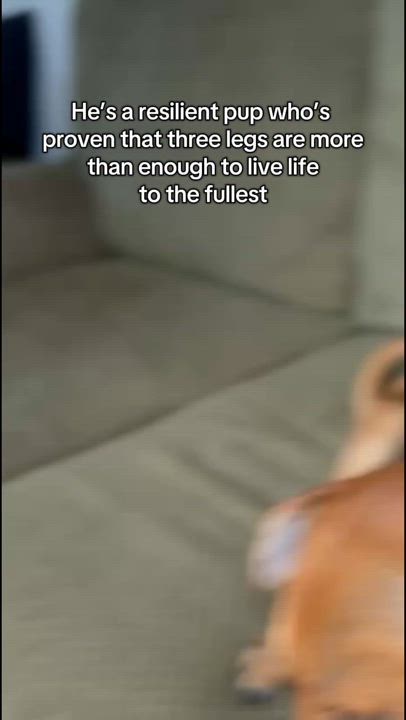 Enlarge Kevin, a Adoptable mixed breed in San Diego, CA video 2/4