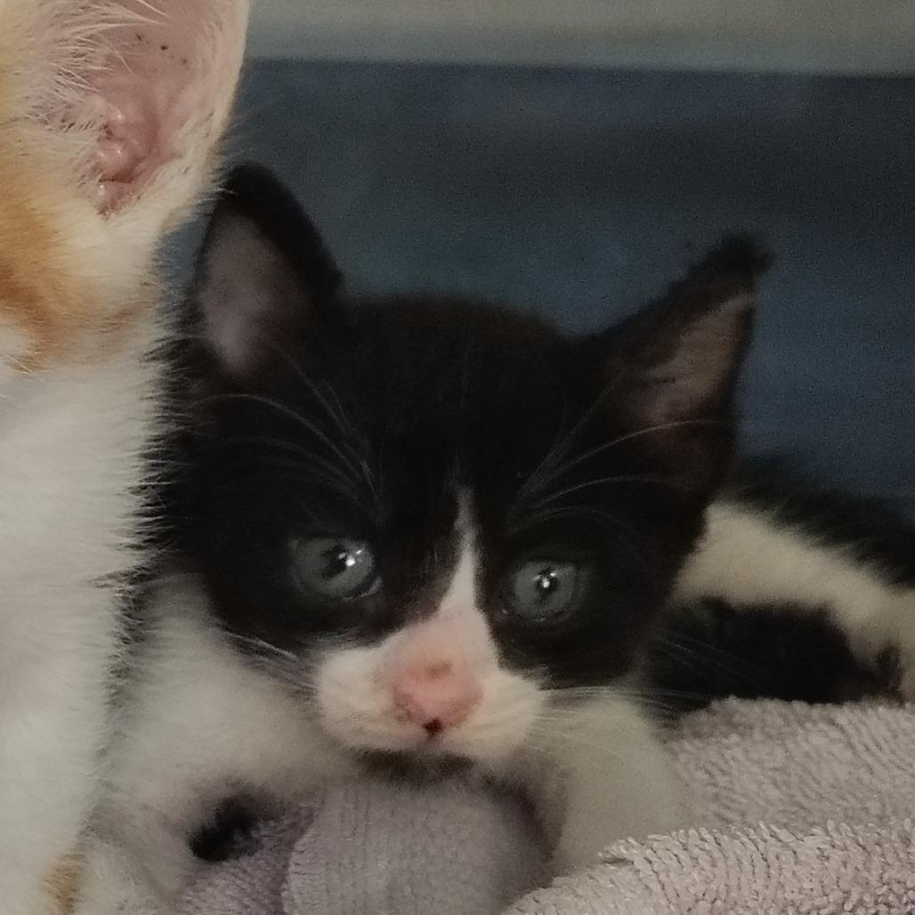 Mufasa, Adoptable, Kitten Male Domestic Short Hair.